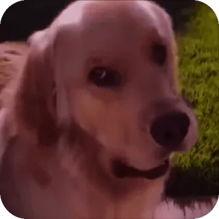 🤮 Hund, Golden Retriever, Haustier, Tier, Haustier telegram sticker