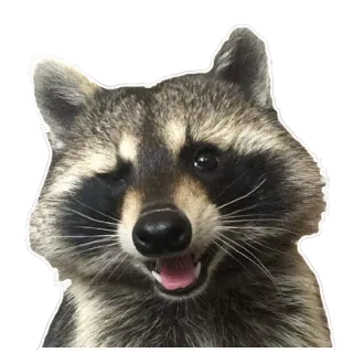 😜 Waschbär, Tier, Säugetier, Wildtier, süß, lustig telegram sticker