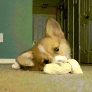 😡 corgi, dog, puppy, cute, animal, playing telegram sticker