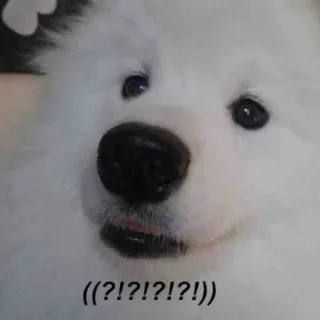 ⁉ ((?!?!?!?!?)) cane, samoiedo, carino, divertente, meme, espressione, confuso telegram sticker