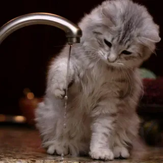 😺 chat, chaton, eau, robinet, mignon, animal, domestique, animal de compagnie telegram sticker