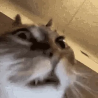 😱 cat, animal, pet, cute, funny, meme telegram sticker