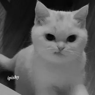 🕸 ipishy 猫, 白猫, 动物, 宠物, 小猫, 家畜, 可爱, 猫科动物 telegram sticker