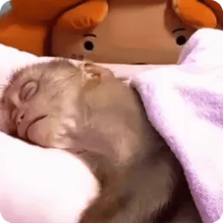 🪷 durmiendo, mono, animal, lindo, cama, acogedor whatsapp sticker