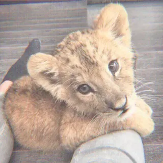 🦁 filhote de leão, animal, fofo, vida selvagem, filhote de animal, felino telegram sticker