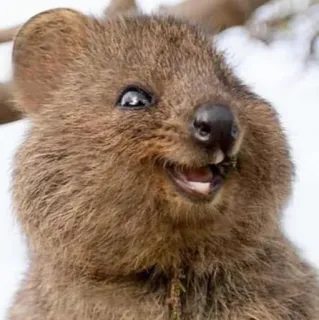 😁 quokka, animale, carino, marsupiale, fauna australiana, sorridente, felice telegram sticker