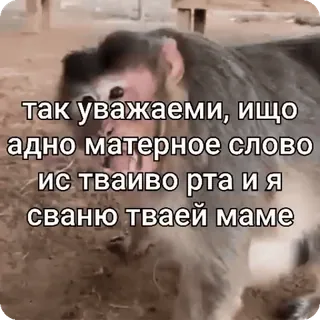 🌟 так уважаеми, ищо
адно матерное слово
ис тваиво рта и я
сваню тваей маме monkey, animal, insult, threat, offensive telegram sticker