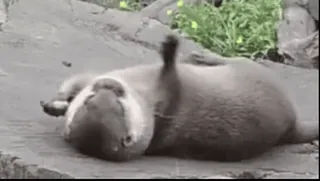 🤹♂️ Otter, Tier, süß, Säugetier, Wildtier, Seeotter telegram sticker