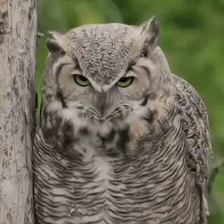 🦉 sowa, ptak, zwierzę, natura, dzika przyroda telegram sticker