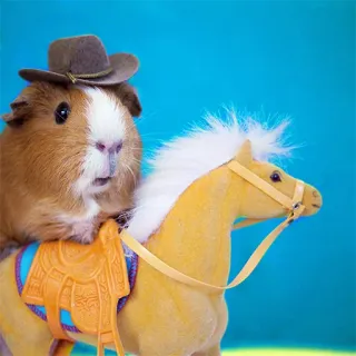 🤠 guinea pig, cowboy, horse, animal, hat, pet, cute telegram sticker