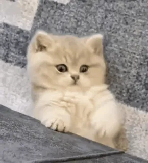 ❤ kätzchen, katze, süß, tier, haustier, haustier telegram sticker