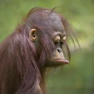 😔 Orango, Scimmia, Animale, Scimmia antropomorfa, Fauna selvatica, Primate whatsapp sticker