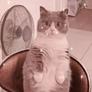 👀 кот, милый, животное, домашнее животное, домашнее животное, млекопитающее, кошачий telegram sticker