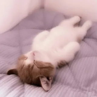 🗯 chat, dormir, animal de compagnie, mignon, animal domestique, mammifère, félin, détendu telegram sticker