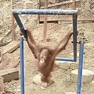 😨 orangutan, ape, animal, primate, zoo, mammal, nature telegram sticker