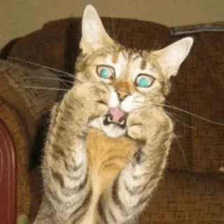 🙀 cat, funny, animal, meme, expression, silly telegram sticker