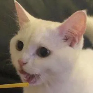 🥛 cat, animal, white cat, meme, funny, eating, straw whatsapp sticker