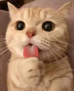 😋 kucing, anak kucing, hewan peliharaan, binatang, imut, menjilat, lidah telegram sticker