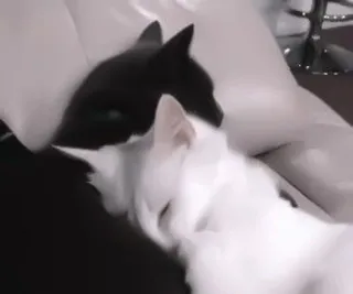 🐾 gato, animal, gato doméstico, gato negro, gato blanco, durmiendo telegram sticker