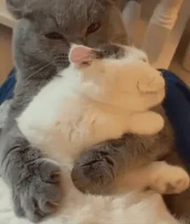 😊 gatos, animais, fofo, animais de estimação, abraçando, carinho, animais domésticos whatsapp sticker