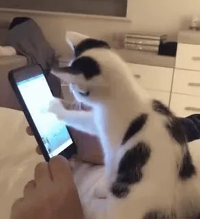 🧐 chat, téléphone, animal, animal de compagnie, chaton, technologie whatsapp sticker