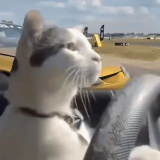 🚘 猫, 運転, 車, 動物, ペット, 面白い telegram sticker
