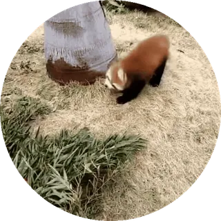 🐼 panda rudy, zwierzę, natura, trawa, drzewo telegram sticker