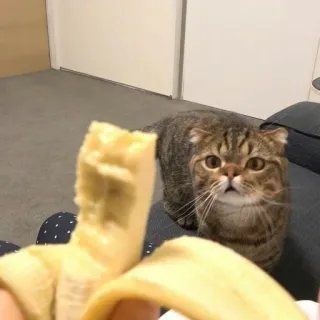 😾 猫, バナナ, ペット, 動物, 食べ物, 可愛い, 面白い, 飼い猫 telegram sticker