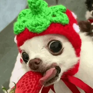 🐩 dog, strawberry, animal, fruit, cute, pet telegram sticker