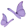 🦋
