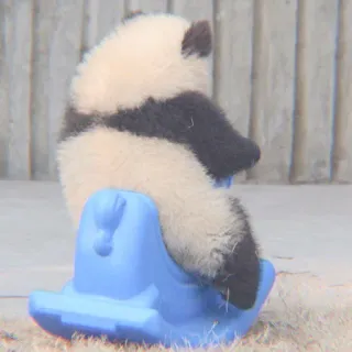 🐼 Panda, Bebê animal, Cavalo de balanço, Fofo, Animal, Brinquedo, Brincar telegram sticker