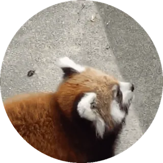 🐼 Panda mała, Zwierzę, Uroczy, Dzikie zwierzę, Ssaki telegram sticker
