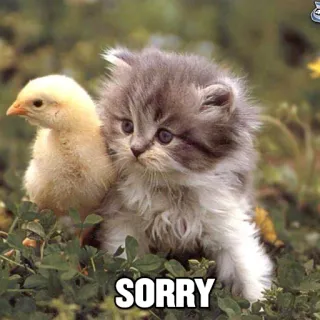 ☹ SORRY gato, gatito, pollito, lo siento, disculpa, animales telegram sticker