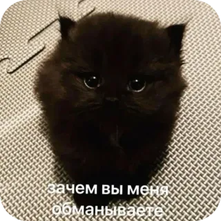 🐱 зачем вы меня обманываете whatsapp sticker
