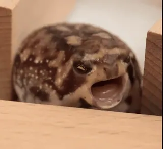 💤 frog, desert rain frog, animal, funny, meme, cute telegram sticker