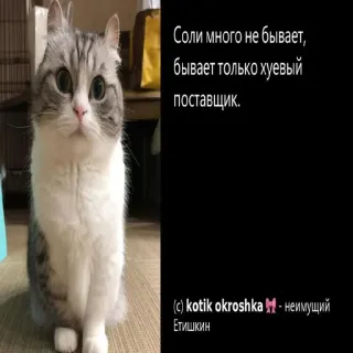 😍 Соли много не бывает,
бывает только хуевый
поставщик.
(c) kotik okroshka - неимущий
Етишкин gato, divertido, meme, ruso, animal, lindo telegram sticker