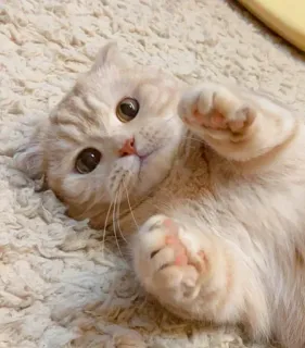 😘 кот, милый, животное, питомец, котенок, кошачий, очаровательный, домашний telegram sticker