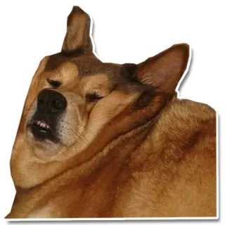 🥴 chien, mème, drôle, animal, animal de compagnie telegram sticker