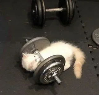 😺 кот, котенок, спортзал, тяжелая атлетика, гантель, фитнес, упражнение, смешной whatsapp sticker