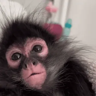 👅 monkey, animal, cute, mammal, primate, wildlife whatsapp sticker