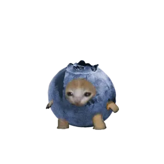 🥝 แมว, บลูเบอร์รี่, มีม, สัตว์, น่ารัก, ตลก whatsapp sticker