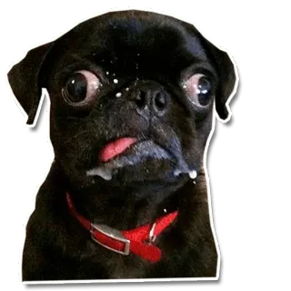 😕 dog, pug, animal, milk, cute, funny whatsapp sticker