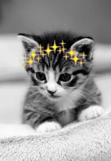 🥳 котёнок, кошка, животное, милый, звёзды, блеск, питомец, домашнее животное telegram sticker