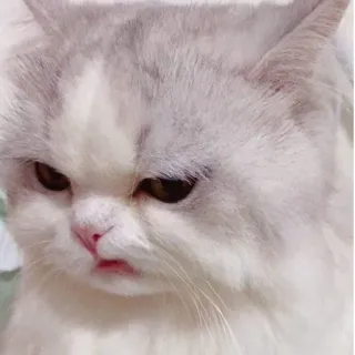 🤪 chat, en colère, grincheux, animal, animal de compagnie, félin telegram sticker