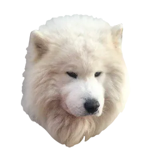 😬 犬, サモエド, ペット, 動物, 白 telegram sticker