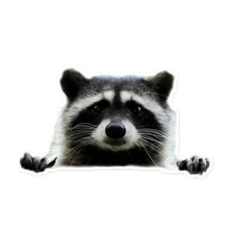 😶 raccoon, animal, mammal, wildlife telegram sticker