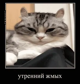 🌟 утренний жмых แมว, มีม, ตลก, เช้า, รัสเซีย whatsapp sticker