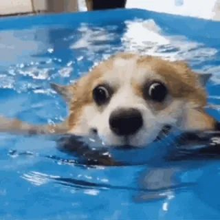 🏊‍♀️ perro, nadando, corgi, piscina, animal telegram sticker