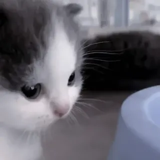 🐈‍⬛ Katze, Kätzchen, Tier, Haustier, süß, häuslich telegram sticker
