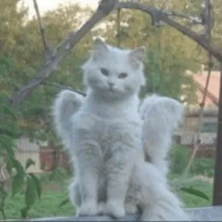 👼 gatto, angelo, ali, bianco, animale, animale domestico telegram sticker